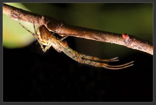 Metellina sp.