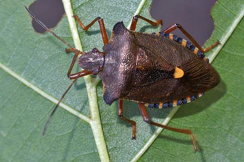 Réf. 35 935 : Pentatoma rufipes