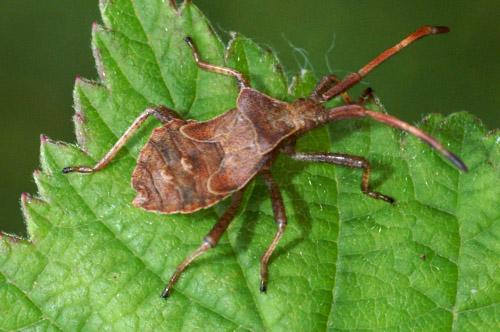 Coreus marginatus