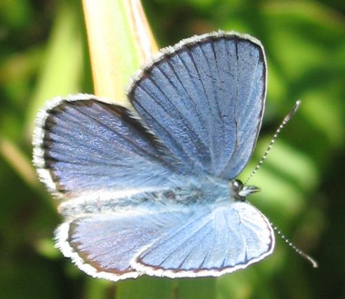 Réf. 35 957 : Plebejus sp.
