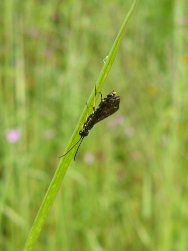 Réf. 35 338 : Cephinae inconnu