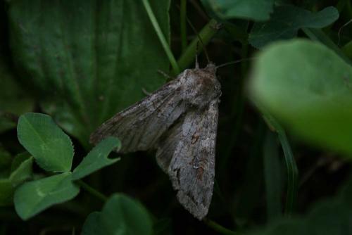 Polia bombycina
