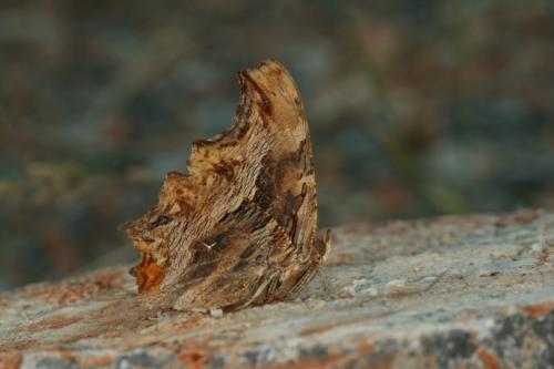Polygonia egea