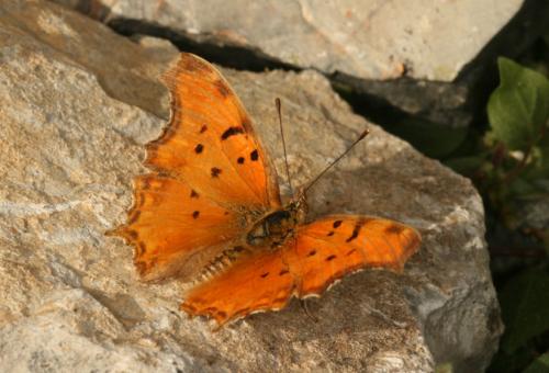 Polygonia egea