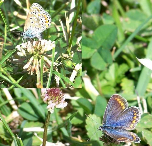 Polyommatus icarus