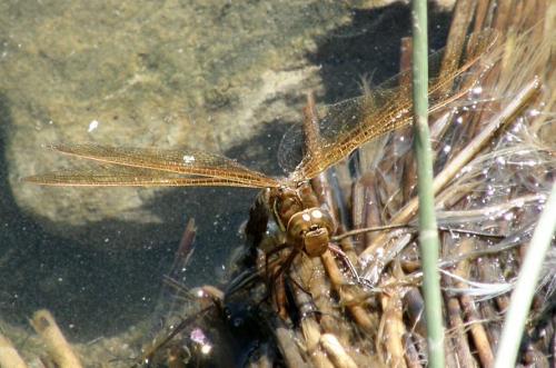 Réf. 35 895 : Aeshna grandis