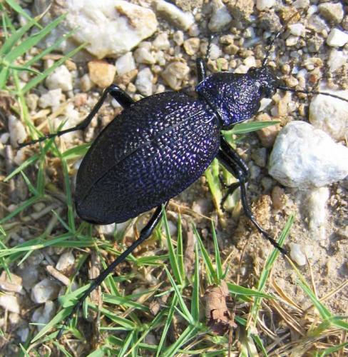 Réf. 35 567 : Carabus scabrosus bureschianus
