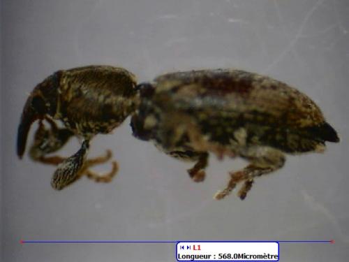Réf. 35 545 : Tychius sp.