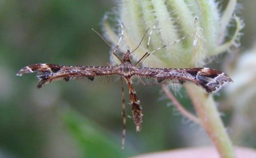 Réf. 35 420 : Amblyptilia acanthadactyla