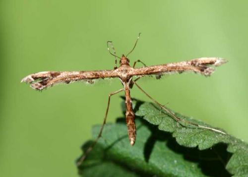 Réf. 35 696 : Amblyptilia punctidactyla