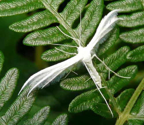 Réf. 35 250 : Pterophorus pentadactyla
