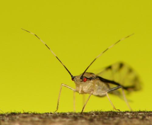 Réf. 35 294 : Eucallipterus tiliae