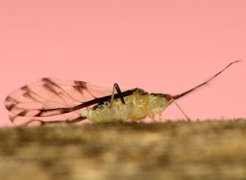 Réf. 35 295 : Eucallipterus tiliae