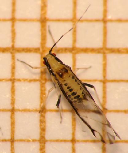 Réf. 35 296 : Eucallipterus tiliae