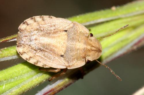 Sciocoris sulcatus