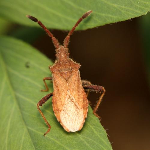 Coriomeris denticulatus