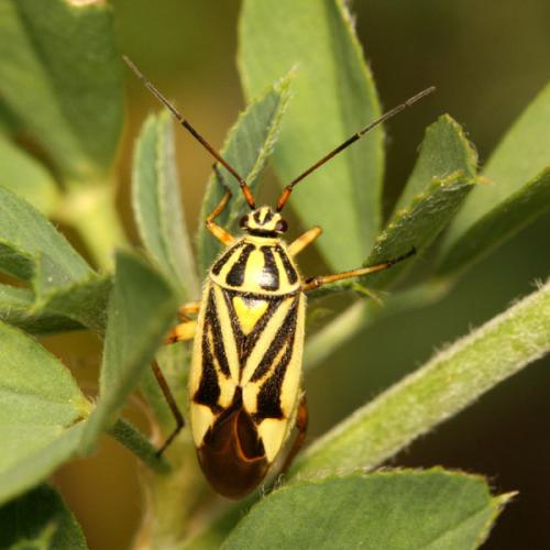 Brachycoleus decolor