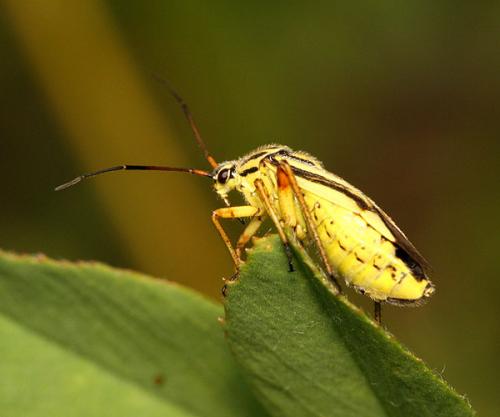 Brachycoleus decolor