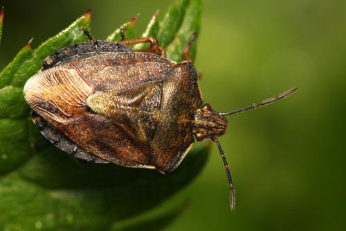 Carpocoris melanocerus