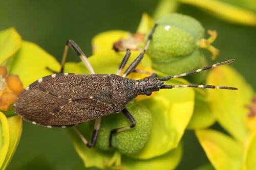 Dicranocephalus medius