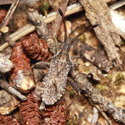Réf. 35 953 : Coriomeris hirticornis