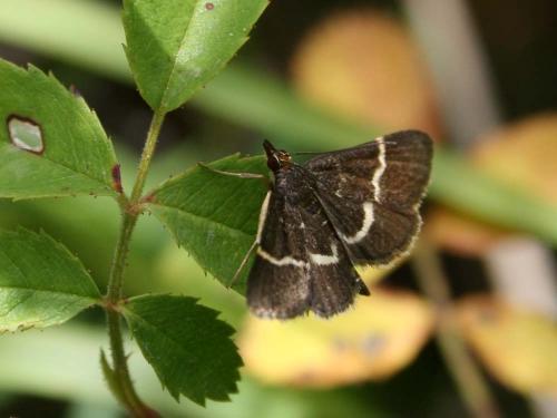 Pyrausta nigrata