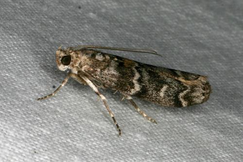 Dioryctria abietella