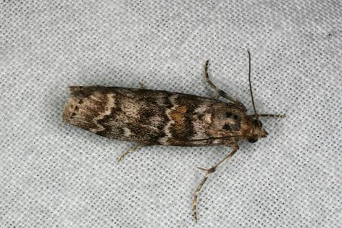 Dioryctria abietella