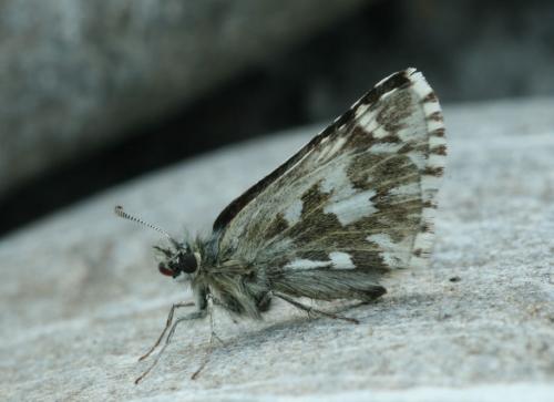 Pyrgus andromedae