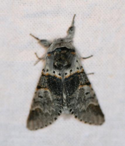 Furcula sp.