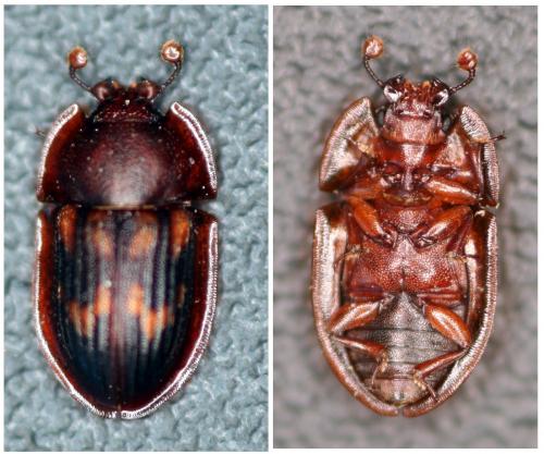Amphotis marginata