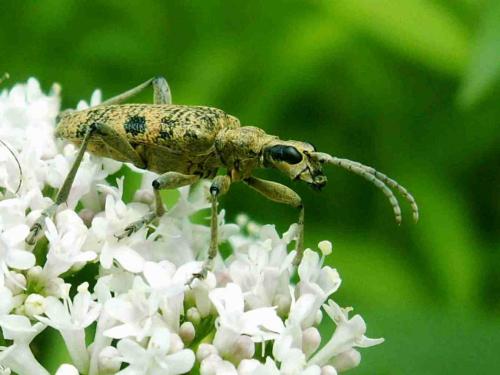 Réf. 35 390 : Rhagium mordax