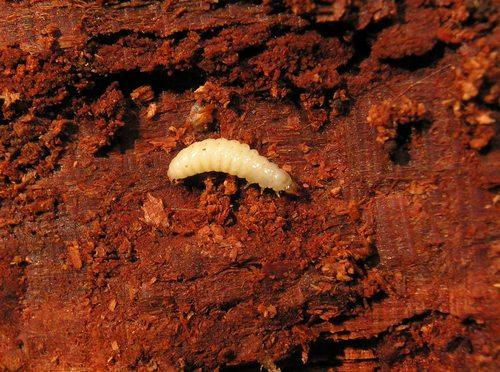 Rhysodes sulcatus
