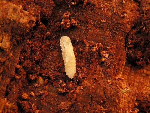 Rhysodes sulcatus