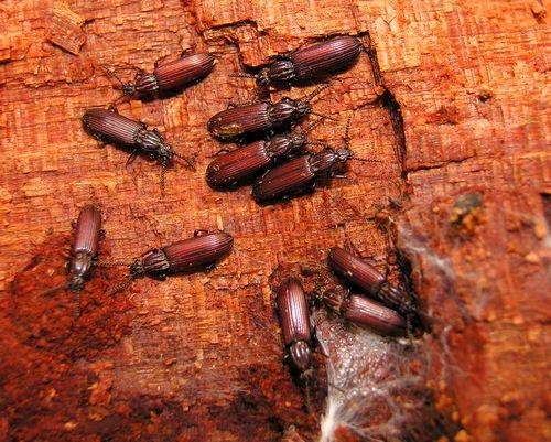 Rhysodes sulcatus