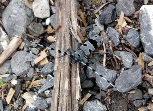 Rosalia alpina