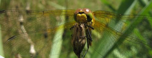 Sympetrum sanguineum