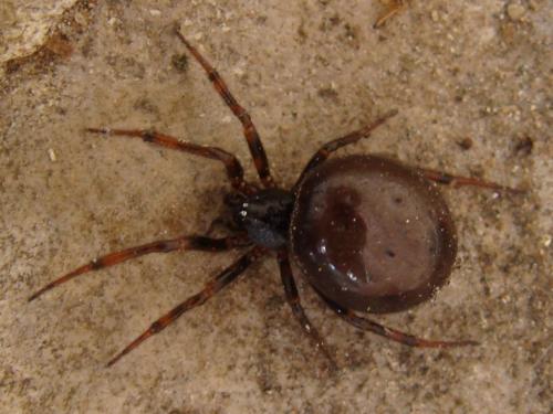 Steatoda bipunctata