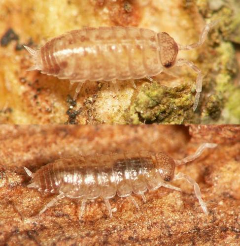 Acaeroplastes melanurus