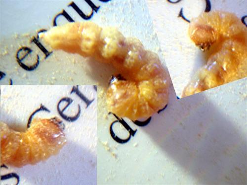 Oberea pupillata