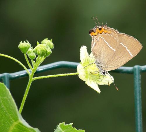 Réf. 35 427 : Satyrium w-album