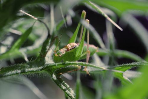 Leptophyes punctatissima