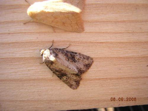 Mesapamea sp.