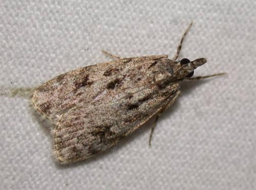 Réf. 35 778 : Scoparia basistrigalis