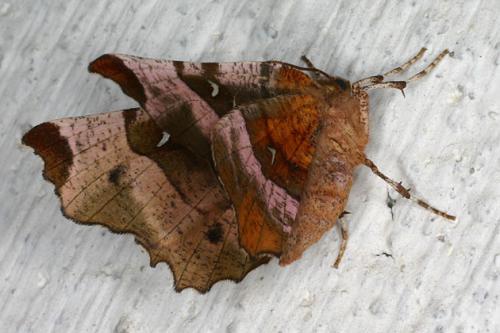 Selenia tetralunaria