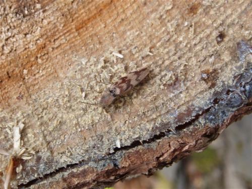 Réf. 35 542 : Diacanthous undulatus