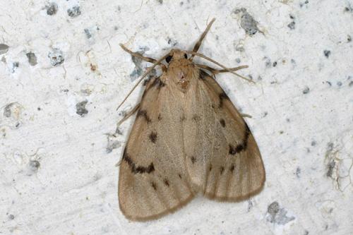 Paidia rica