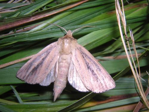 Globia sparganii
