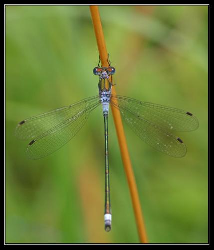 Réf. 35 016 : Lestes sponsa