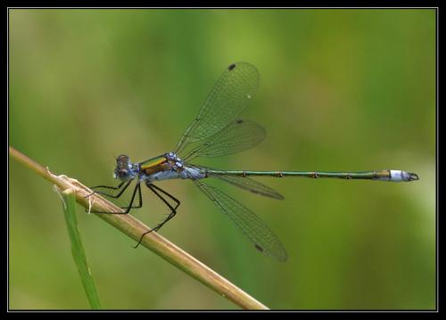 Lestes sponsa